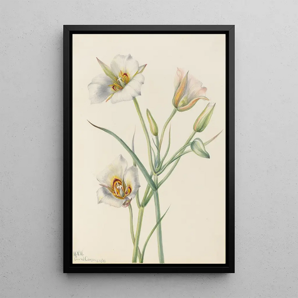Ségo Lily Calochortus nuttallii - Mary Vaux Walcott — framed artwork on a wall