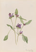 Prunelle commune Prunella vulgaris - Mary Vaux Walcott — artwork view