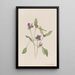 Prunelle commune Prunella vulgaris - Mary Vaux Walcott — framed artwork on a wall
