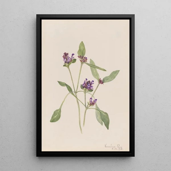 Prunelle commune Prunella vulgaris - Mary Vaux Walcott — framed artwork on a wall
