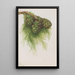 Sequoia gigantea Sequoia gigantea - Mary Vaux Walcott — framed artwork on a wall