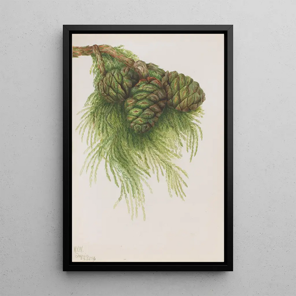 Sequoia gigantea Sequoia gigantea - Mary Vaux Walcott — framed artwork on a wall