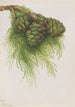 Sequoia gigantea Sequoia gigantea - Mary Vaux Walcott — artwork view