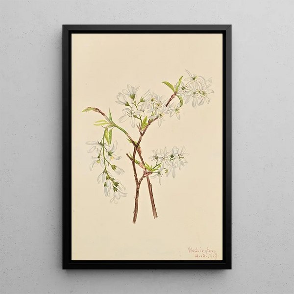 Amélanchier oblongifolia - Mary Vaux Walcott — framed artwork on a wall