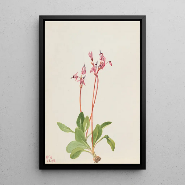 Dodecatheon hendersonii - Mary Vaux Walcott — framed artwork on a wall