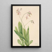 Dodecatheon meadia - Mary Vaux Walcott — framed artwork on a wall