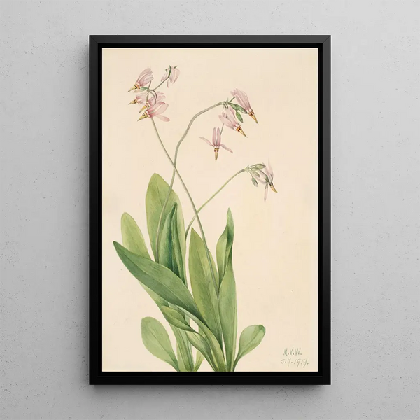 Dodecatheon meadia - Mary Vaux Walcott — framed artwork on a wall