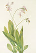 Dodecatheon meadia - Mary Vaux Walcott — artwork view