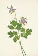 Ancolie à éperon court Aquilegia brevistyla - Mary Vaux Walcott — artwork view