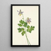 Ancolie à éperon court Aquilegia brevistyla - Mary Vaux Walcott — framed artwork on a wall