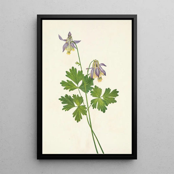 Ancolie à éperon court Aquilegia brevistyla - Mary Vaux Walcott — framed artwork on a wall