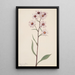 Aster conspicuus - Mary Vaux Walcott — framed artwork on a wall