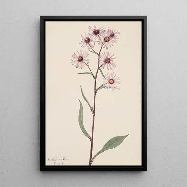 Aster conspicuus - Mary Vaux Walcott — framed artwork on a wall