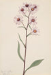 Aster conspicuus - Mary Vaux Walcott — artwork view