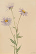 Vergerette salsuginosus - Mary Vaux Walcott — artwork view