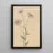 Vergerette salsuginosus - Mary Vaux Walcott — framed artwork on a wall