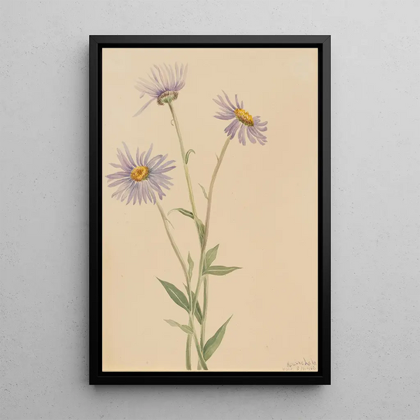 Vergerette salsuginosus - Mary Vaux Walcott — framed artwork on a wall