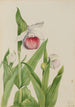 Sabot de la Vierge Cypripedium reginae - Mary Vaux Walcott — artwork view