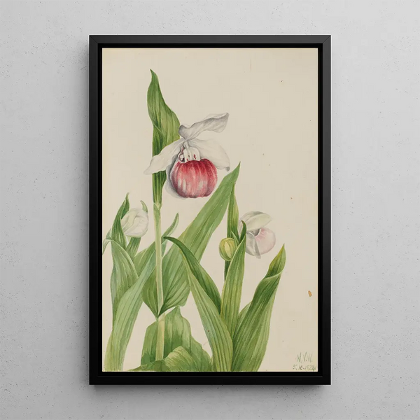Sabot de la Vierge Cypripedium reginae - Mary Vaux Walcott — framed artwork on a wall