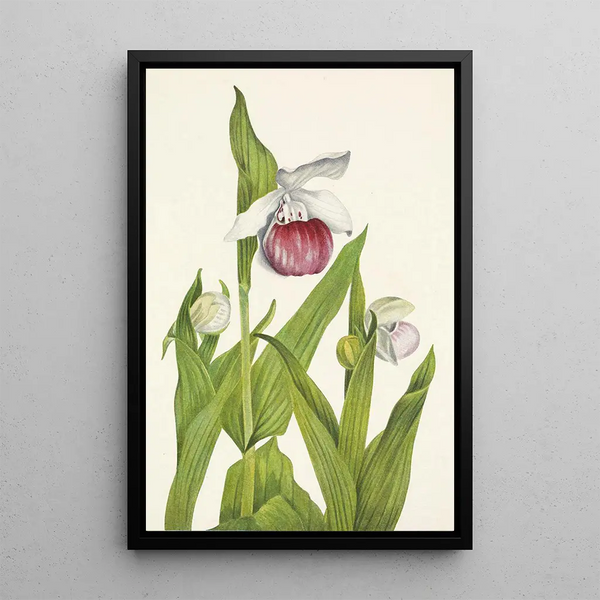 Sabot de la Vierge Cypripedium reginae - Mary Vaux Walcott — framed artwork on a wall