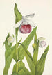 Sabot de la Vierge Cypripedium reginae - Mary Vaux Walcott — artwork view