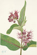 Asclépiade speciosa - Mary Vaux Walcott — artwork view