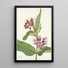 Asclépiade speciosa - Mary Vaux Walcott — framed artwork on a wall