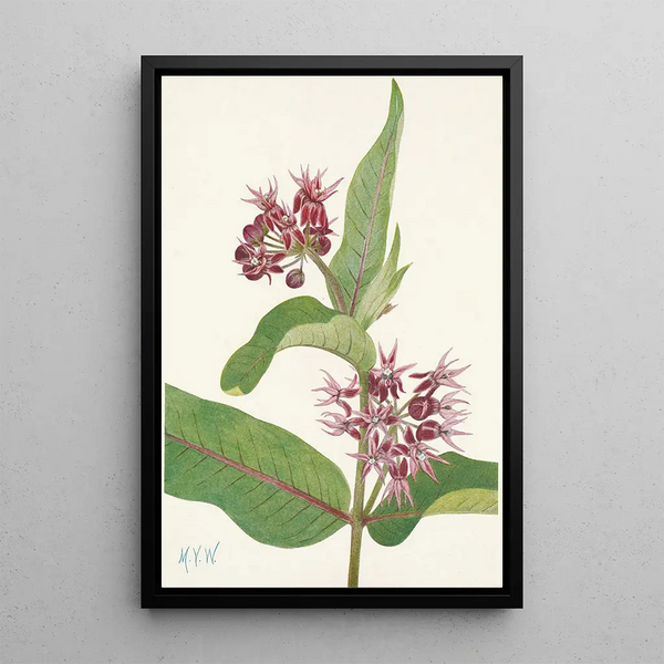 Asclépiade speciosa - Mary Vaux Walcott — framed artwork on a wall