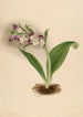 Orchids Spectacular Orchis spectabilis - Mary Vaux Walcott — artwork view