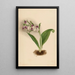 Orchids Spectacular Orchis spectabilis - Mary Vaux Walcott — framed artwork on a wall