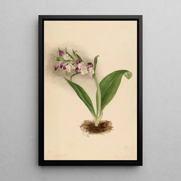 Orchids Spectacular Orchis spectabilis - Mary Vaux Walcott — framed artwork on a wall