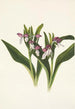 Orchis spectaculaires Orchis spectabilis - Mary Vaux Walcott — artwork view