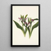 Orchis spectaculaires Orchis spectabilis - Mary Vaux Walcott — framed artwork on a wall