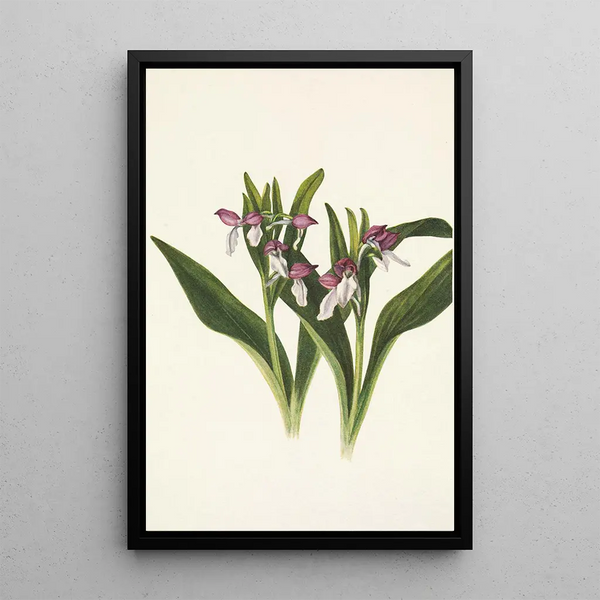 Orchis spectaculaires Orchis spectabilis - Mary Vaux Walcott — framed artwork on a wall