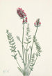 Oxytrope splendens - Mary Vaux Walcott — artwork view