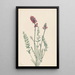 Oxytrope splendens - Mary Vaux Walcott — framed artwork on a wall