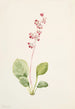 Pyrole asarifolia - Mary Vaux Walcott — artwork view