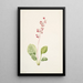 Pyrole asarifolia - Mary Vaux Walcott — framed artwork on a wall