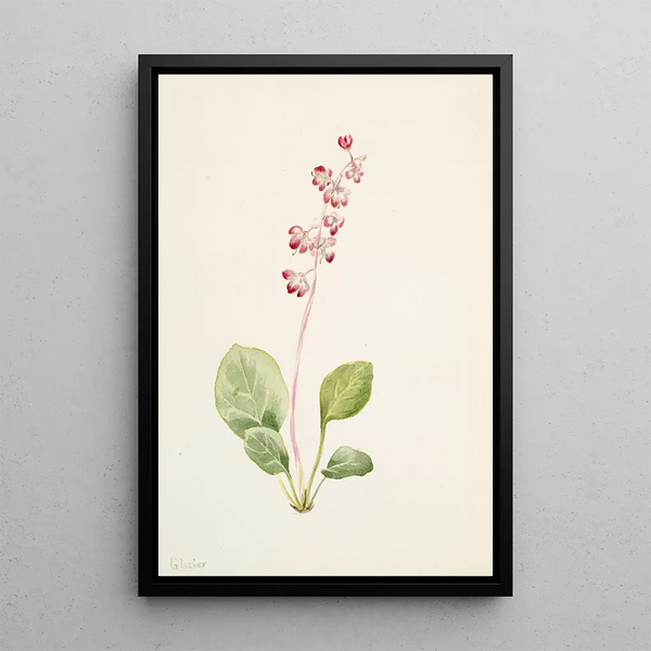 Pyrole asarifolia - Mary Vaux Walcott — framed artwork on a wall