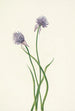 Onion of Siberia Allium sibericum - Mary Vaux Walcott — artwork view