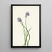 Onion of Siberia Allium sibericum - Mary Vaux Walcott — framed artwork on a wall