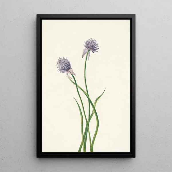 Onion of Siberia Allium sibericum - Mary Vaux Walcott — framed artwork on a wall