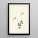 Pyrole secunda - Mary Vaux Walcott — framed artwork on a wall