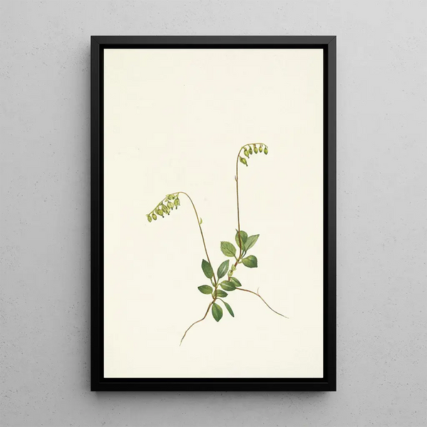 Pyrole secunda - Mary Vaux Walcott — framed artwork on a wall