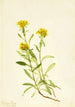 Solidage ciliosa - Mary Vaux Walcott — artwork view