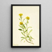 Solidage ciliosa - Mary Vaux Walcott — framed artwork on a wall