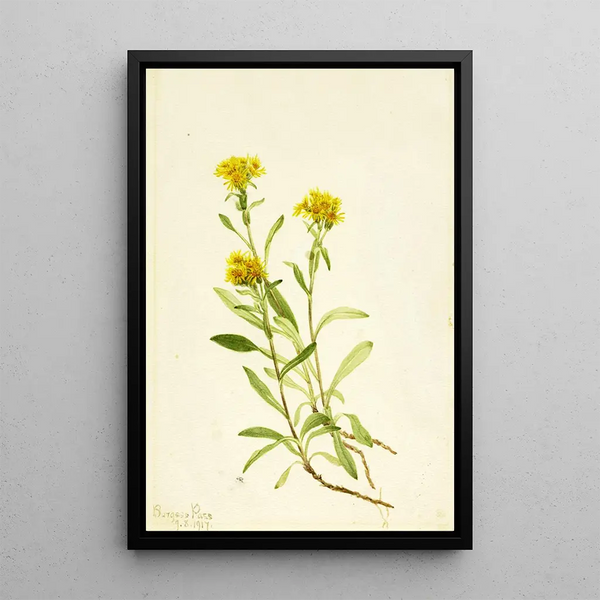 Solidage ciliosa - Mary Vaux Walcott — framed artwork on a wall