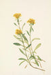 Solidage ciliosa painting - Mary Vaux Walcott — artwork view