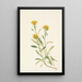 Solidage ciliosa painting - Mary Vaux Walcott — framed artwork on a wall