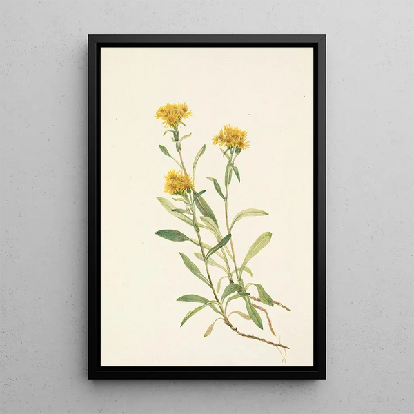 Solidage ciliosa painting - Mary Vaux Walcott — framed artwork on a wall